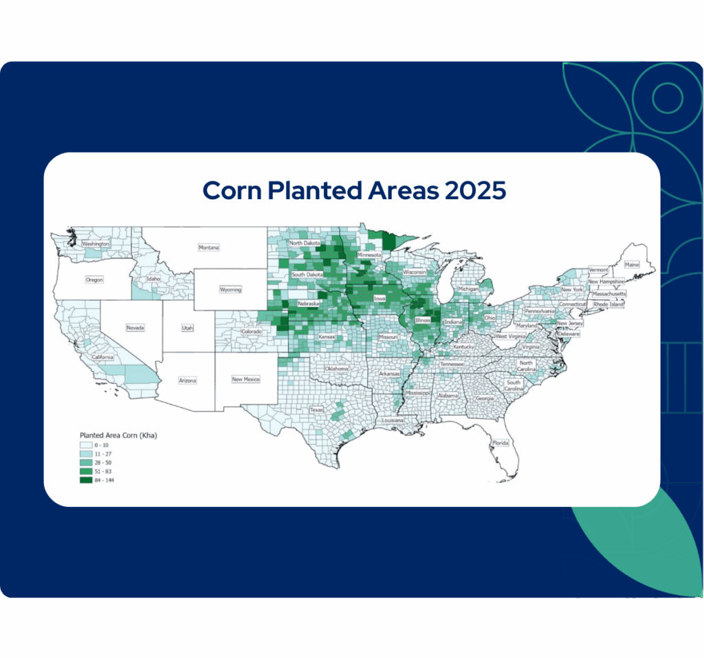 US Corn Production Estimates Rise Due to Higher Planted Areas and Yield ...